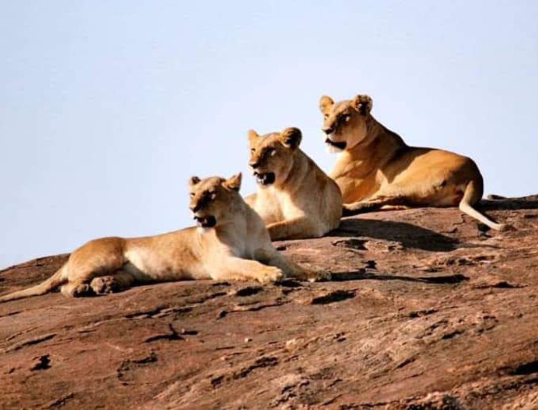 8 Days Maasai Mara,Great Lakes & Amboseli Private Safari 