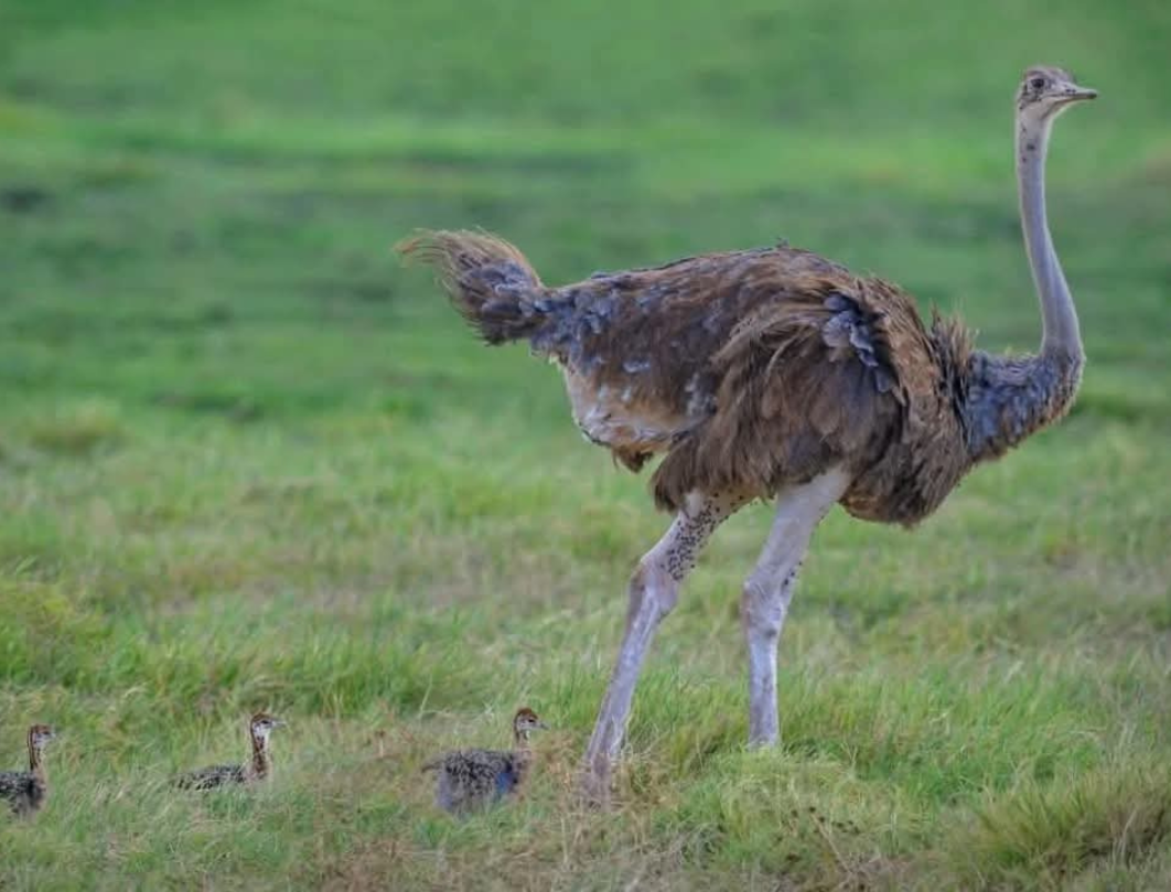 8 Days Maasai Mara,Great Lakes & Amboseli Private Safari 