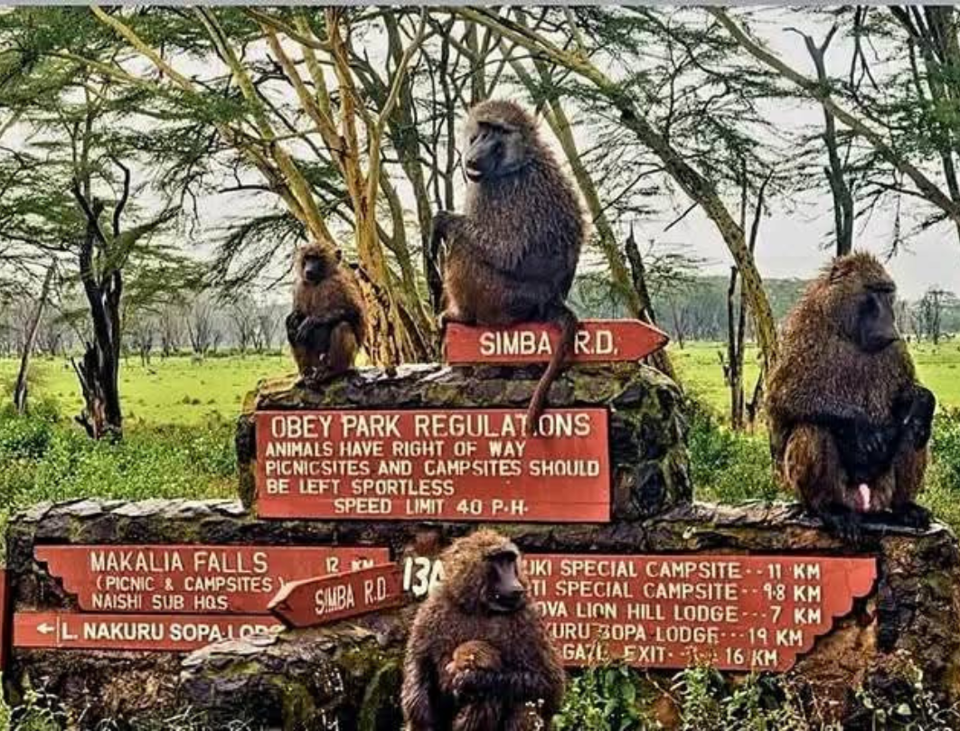 8 Days Maasai Mara,Great Lakes & Amboseli Private Safari 