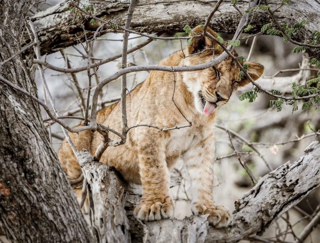 8 Days Tanzania Honeymoon Safari