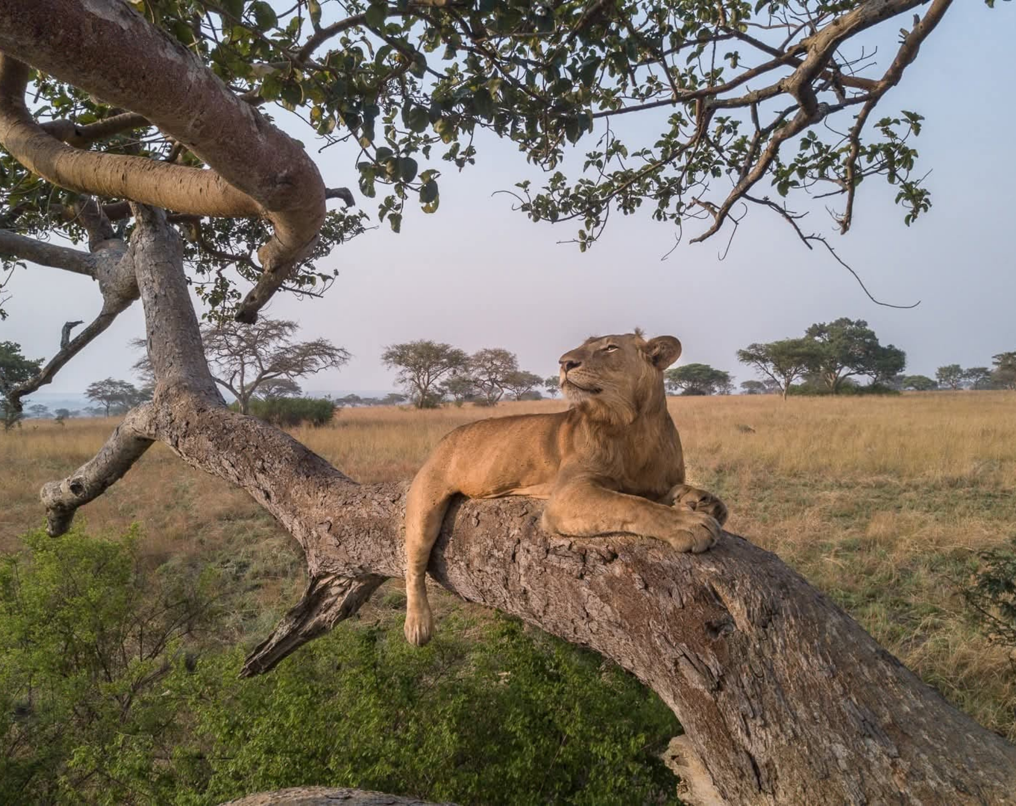  8 Days Uganda Safari – The Pearl Of Africa Grand Circuit
