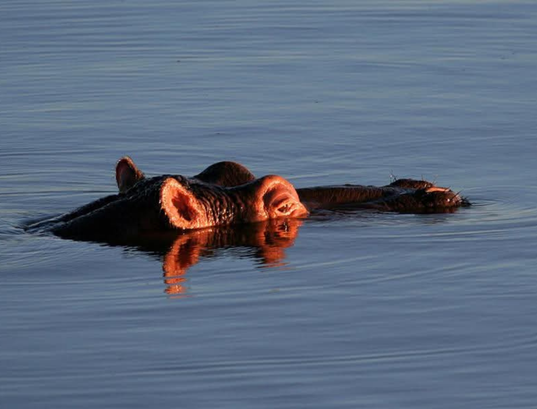  8 Days Uganda Safari – The Pearl Of Africa Grand Circuit