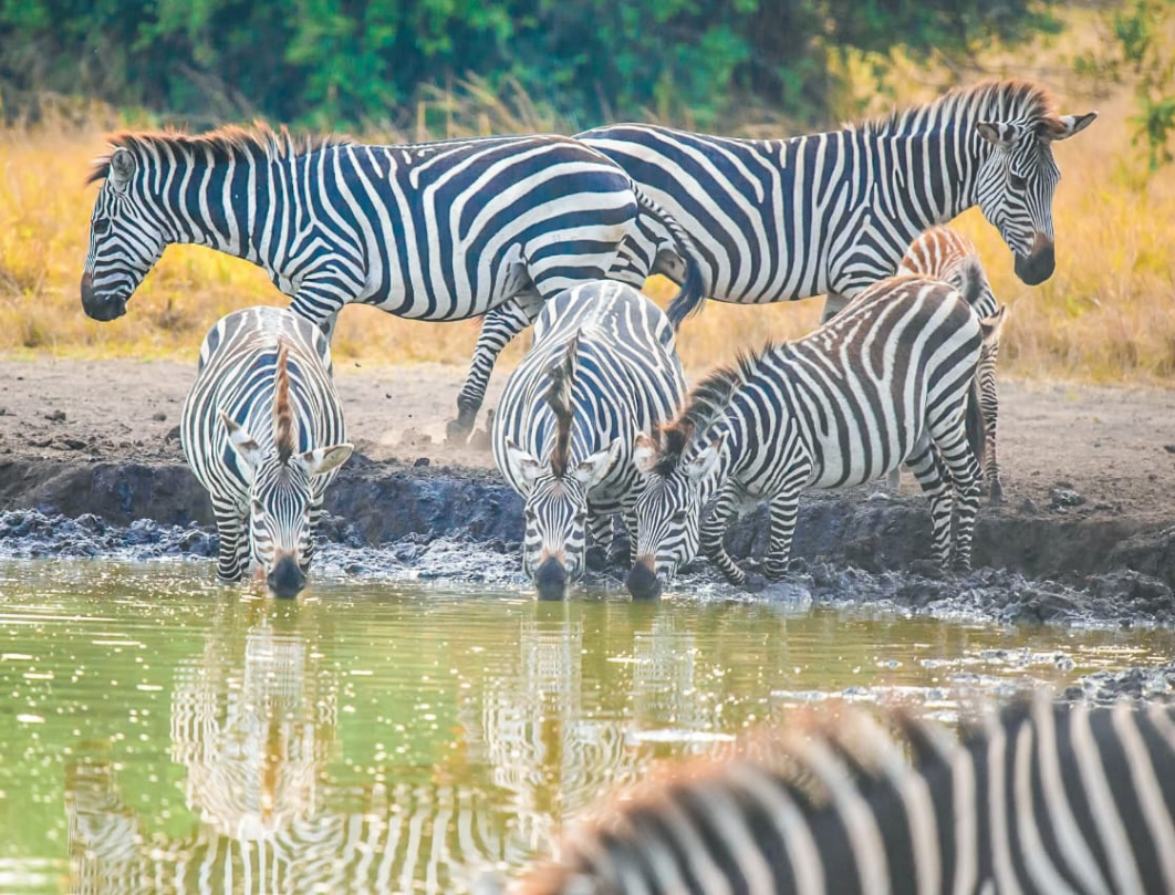  8 Days Uganda Safari – The Pearl Of Africa Grand Circuit