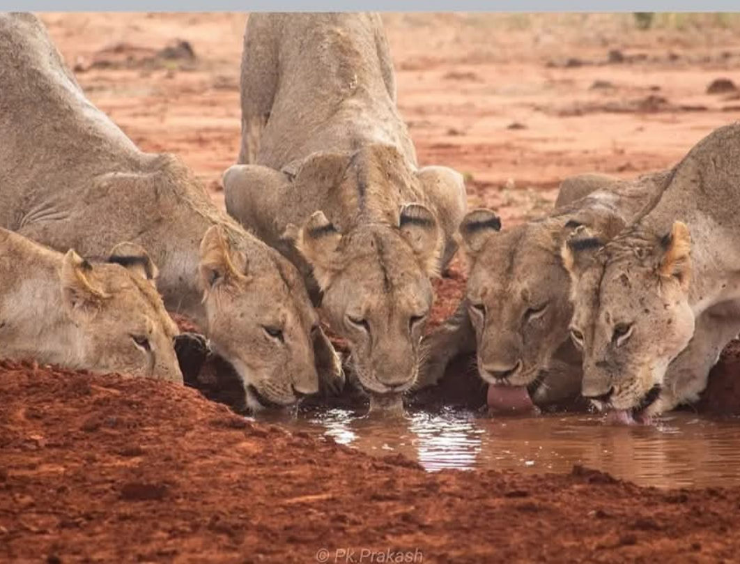 9 Days Explore Kenya Budget Safari