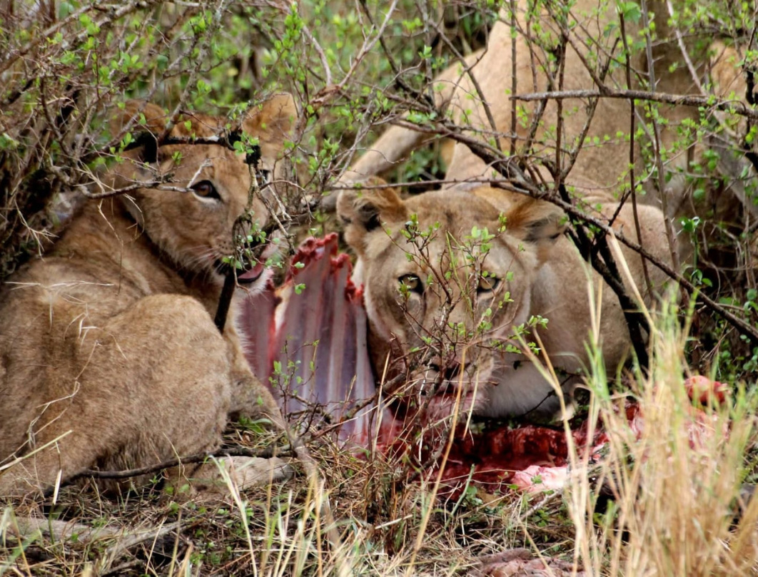 9 Days Kenya Ultimate Safari Experience