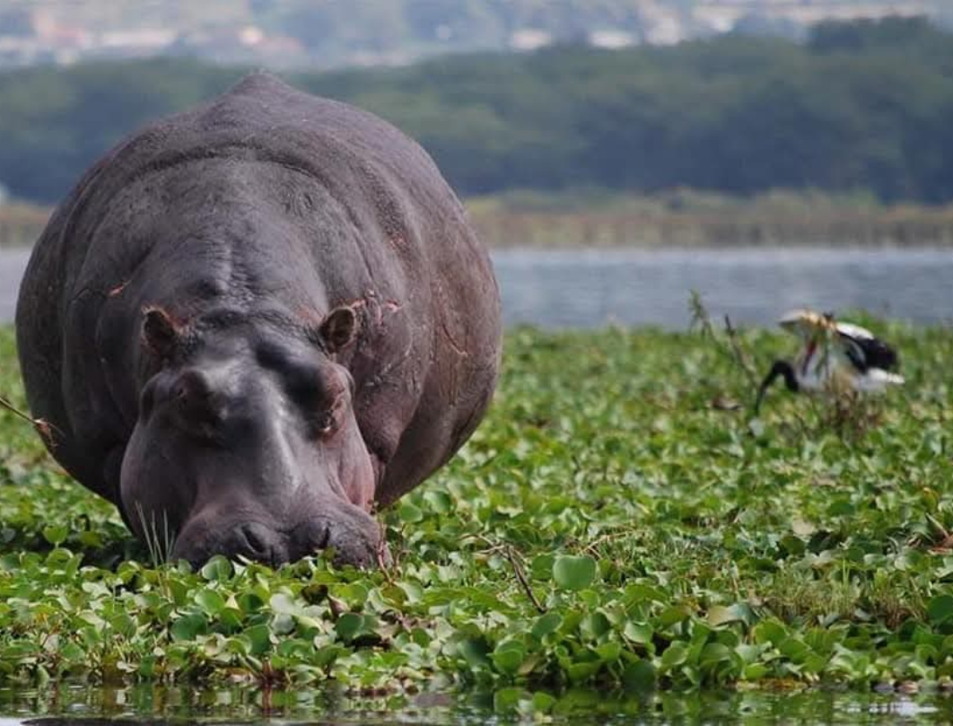 Great Lakes, Maasai Mara & Amboseli Private Safari