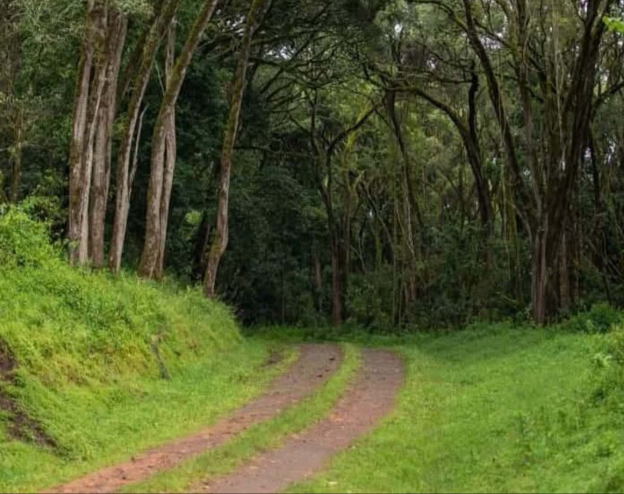 Mount Elgon 4 Days Trekking