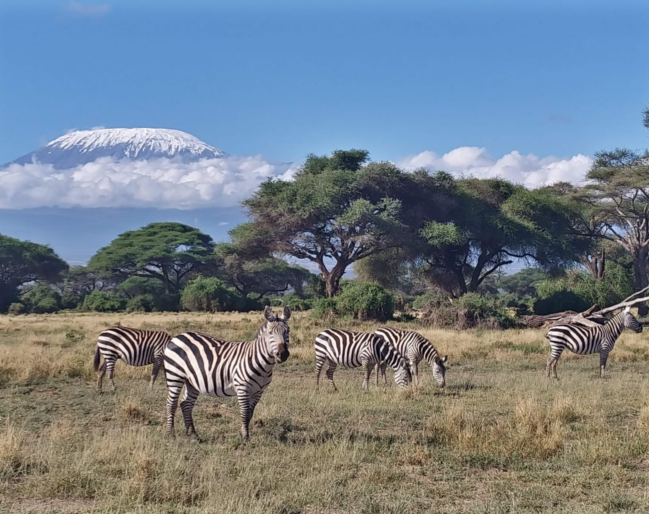 3 Days Amboseli Flying Safari