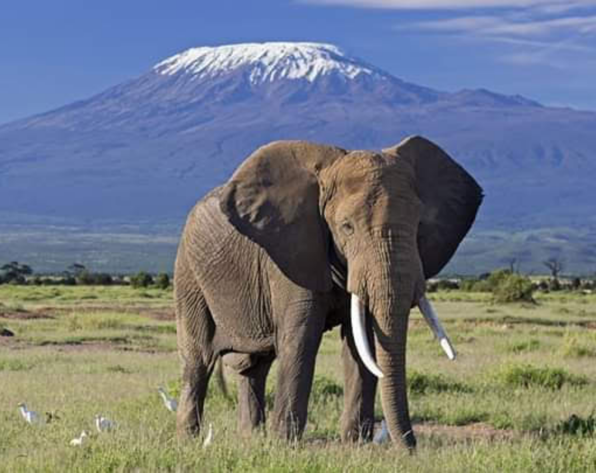 3 Days Amboseli Flying Safari