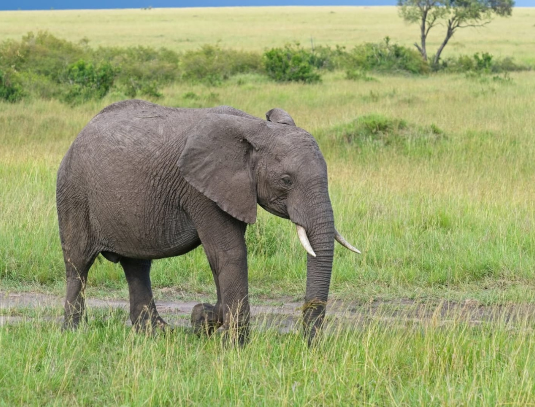Amboseli,Naivasha & Maasai Mara Private Safari