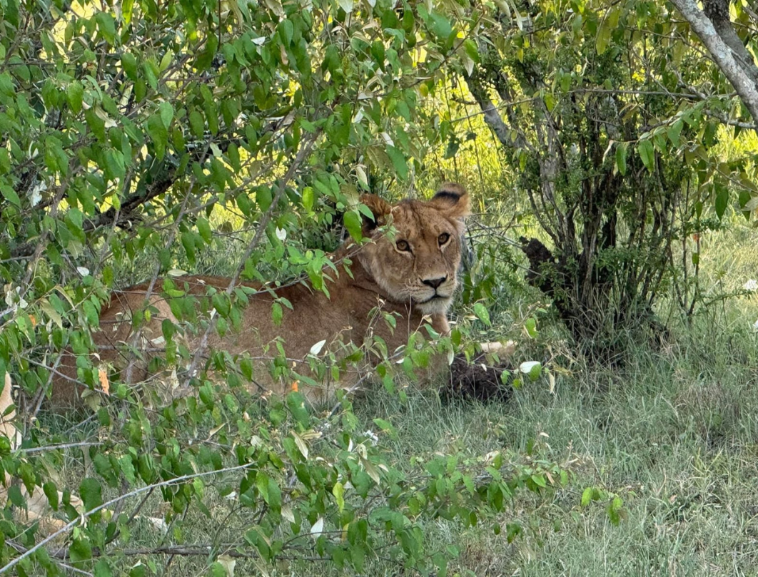 Amboseli,Naivasha & Maasai Mara Private Safari