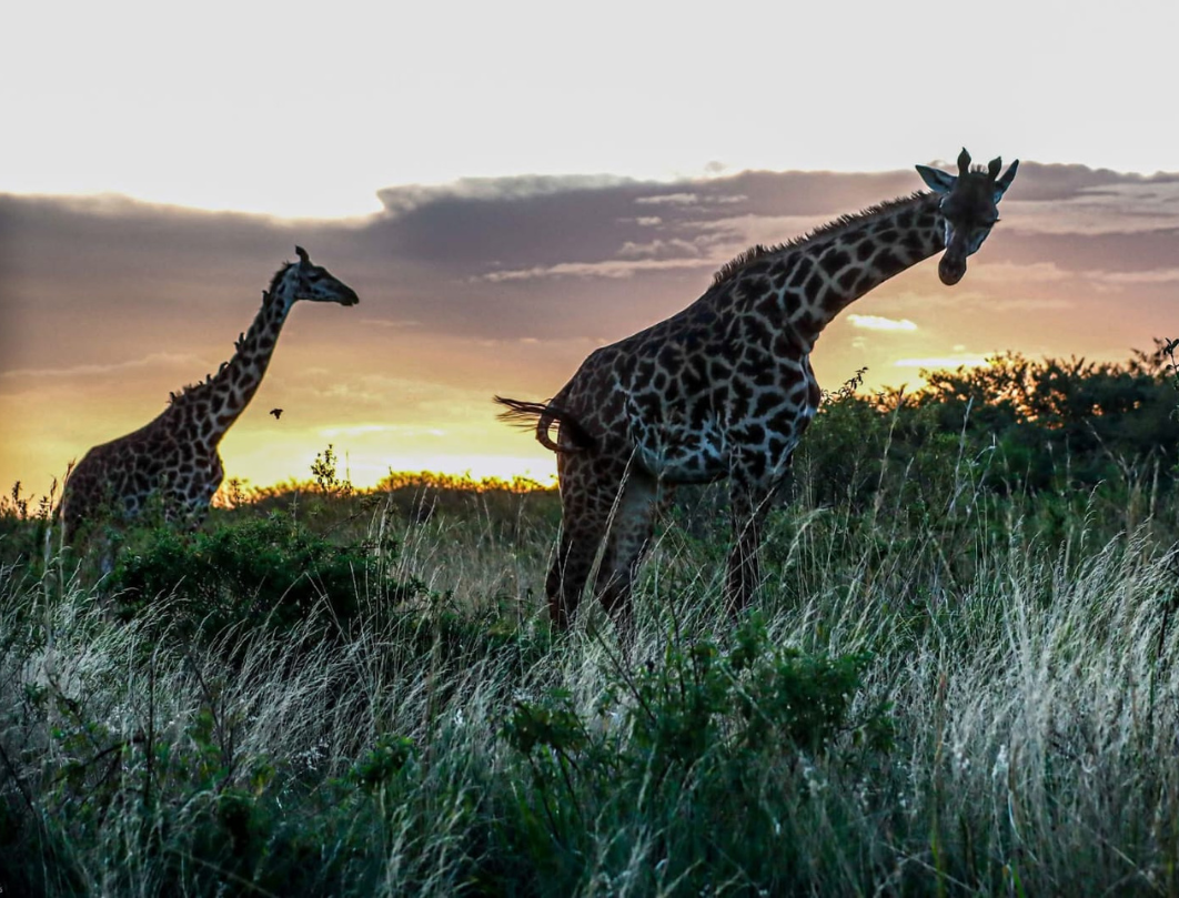 Amboseli,Naivasha & Maasai Mara Private Safari