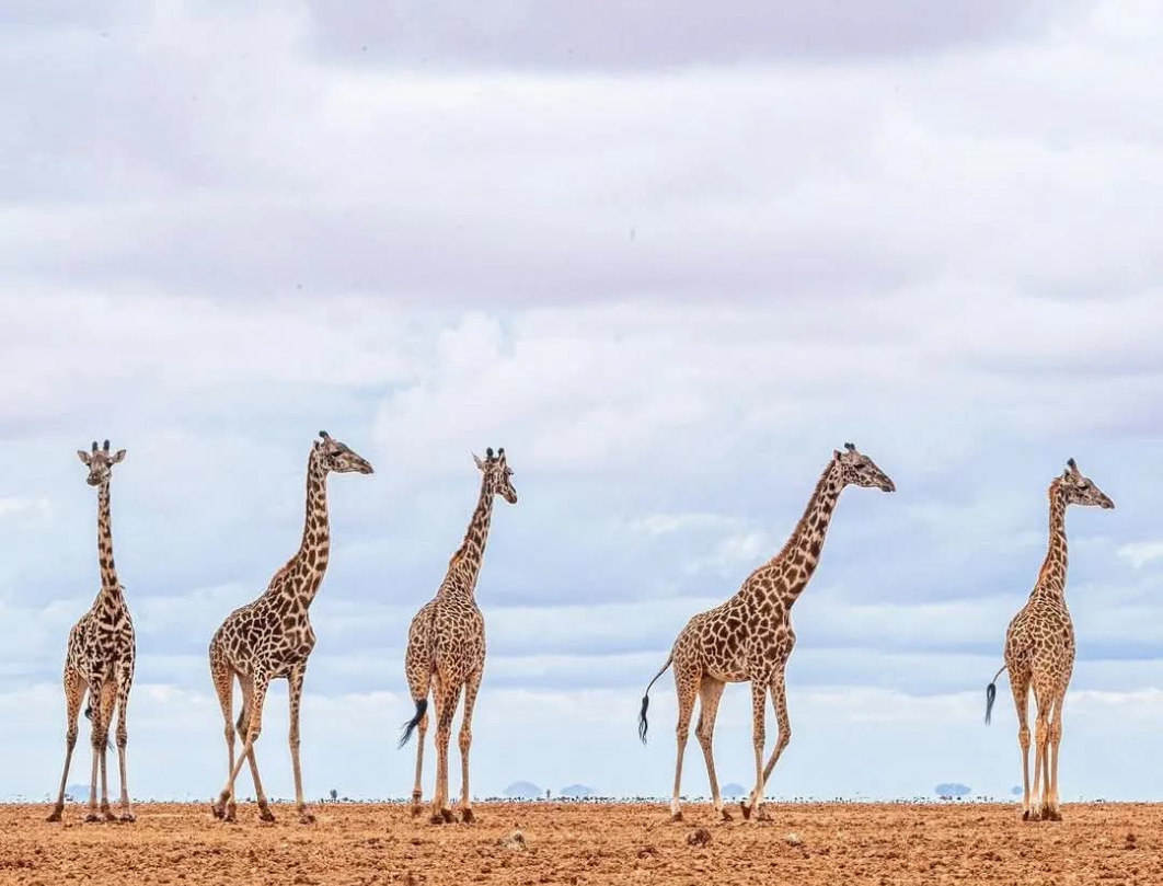 2 Days Amboseli Private Safari