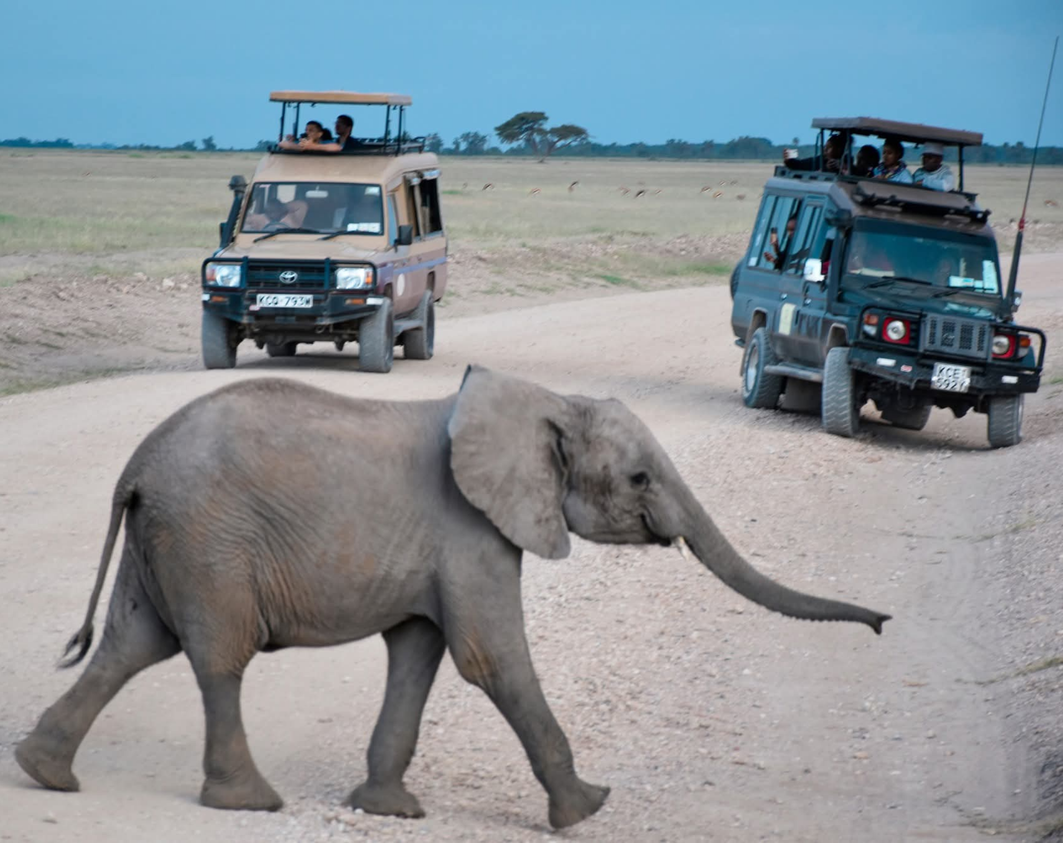 2 Days Amboseli Private Safari