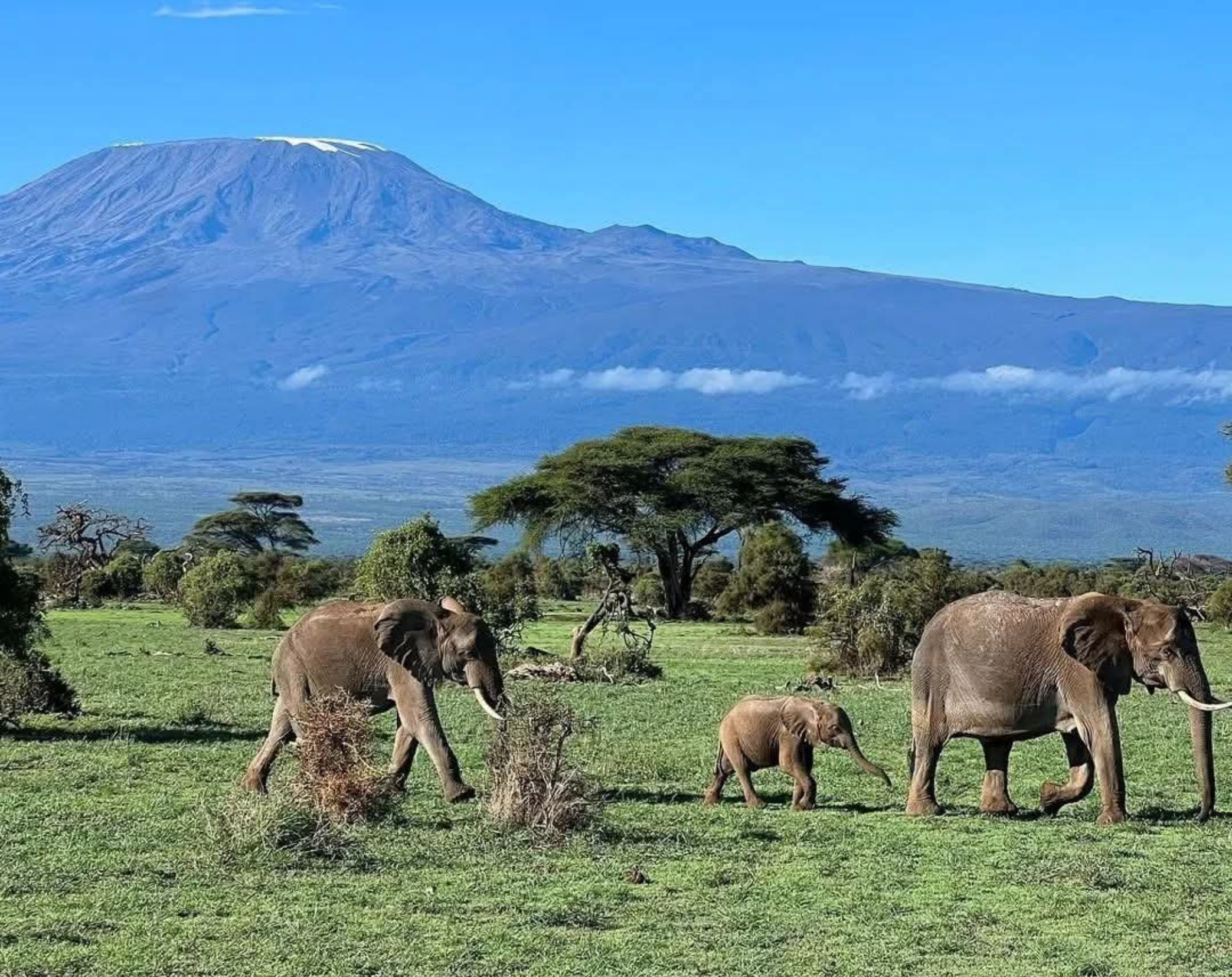5 Days Private Safari Amboseli & Tsavo West 