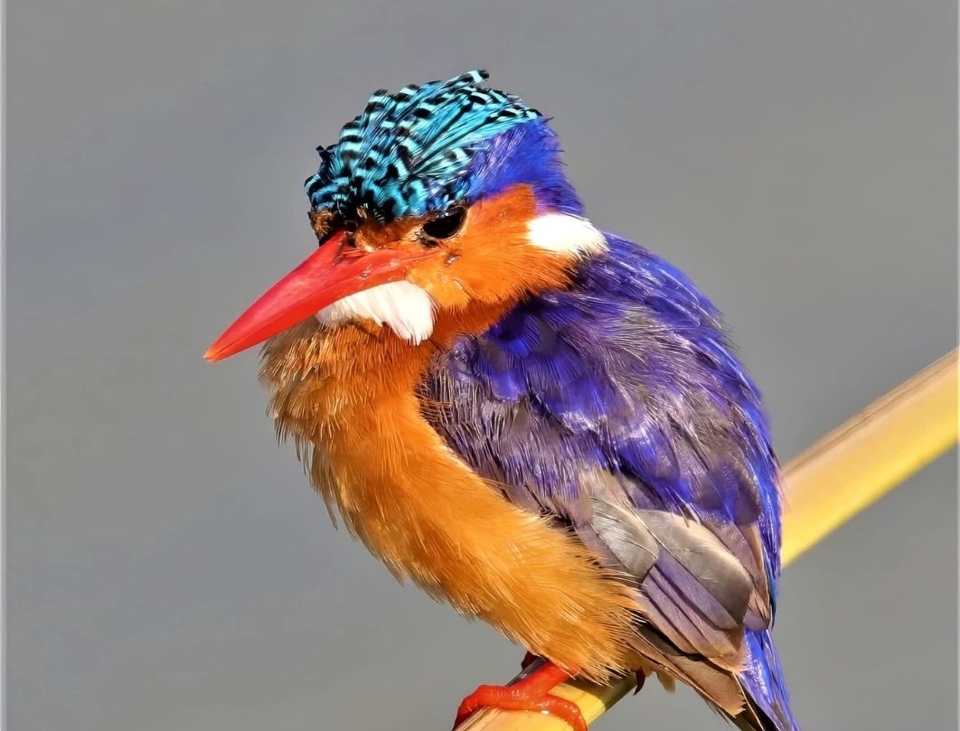 2 Days Lake Baringo Bird Watching Safari