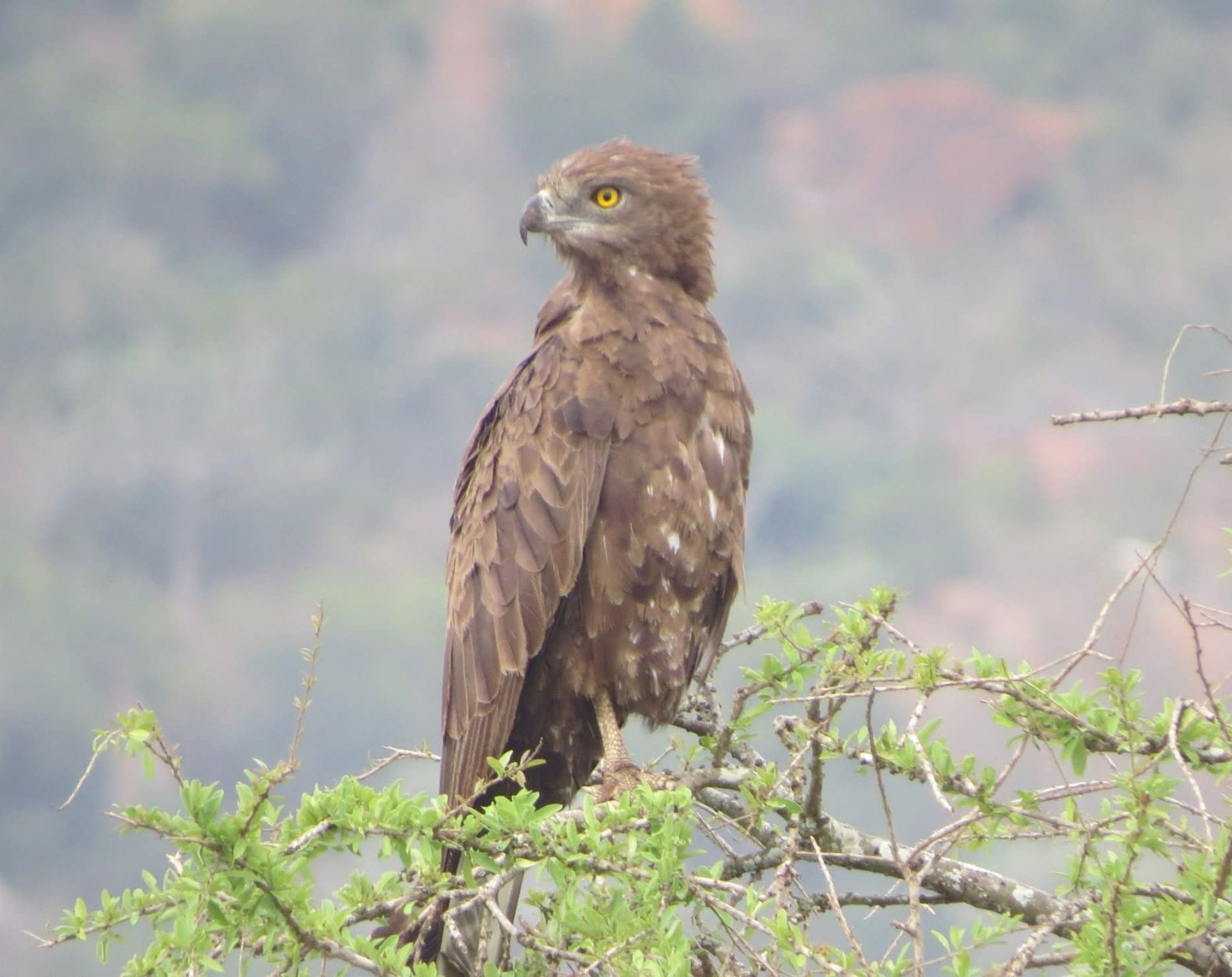 6 Days Central & Eastern Kenya Bird Watching Safari