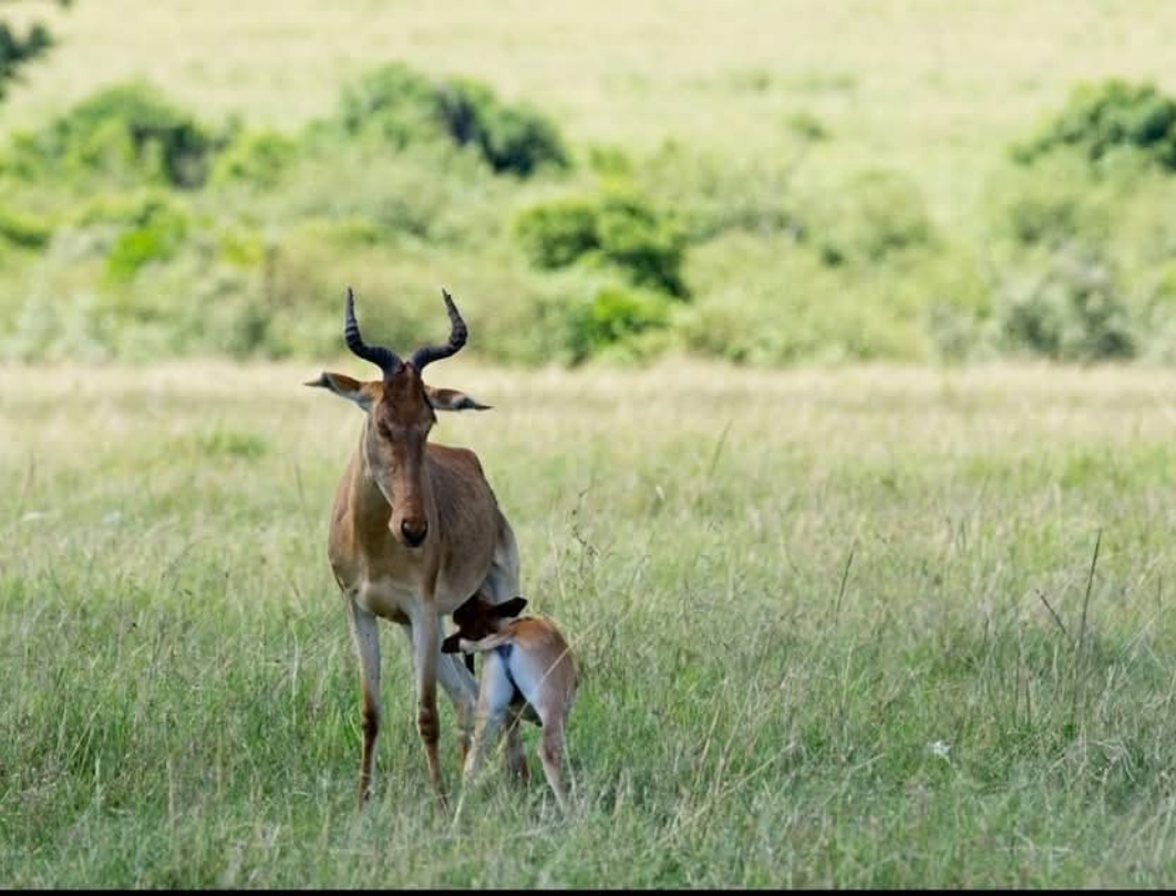 Chyulu Hills Walking Safari