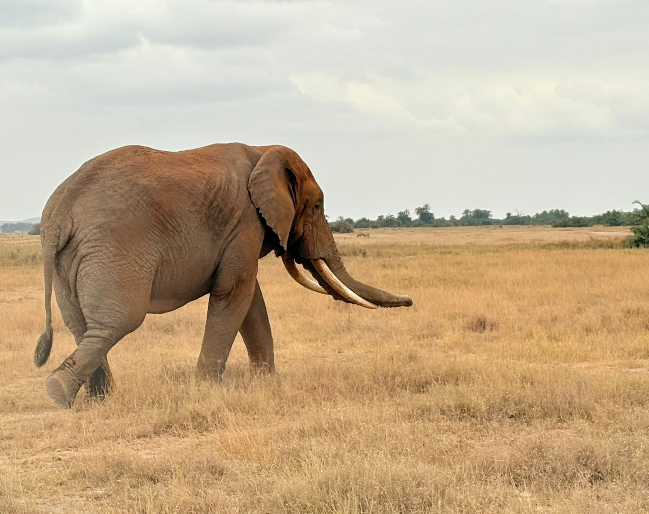 Chyulu Hills Walking Safari