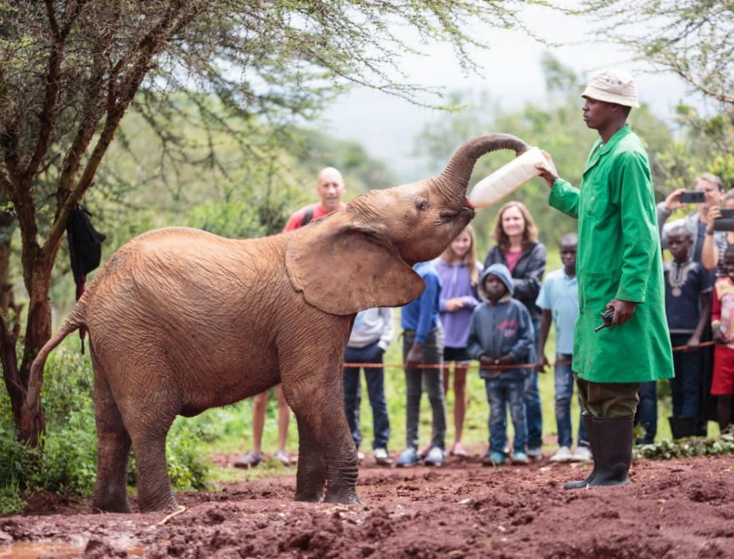 Giraffe Centre & David Sheldrick Day Tour
