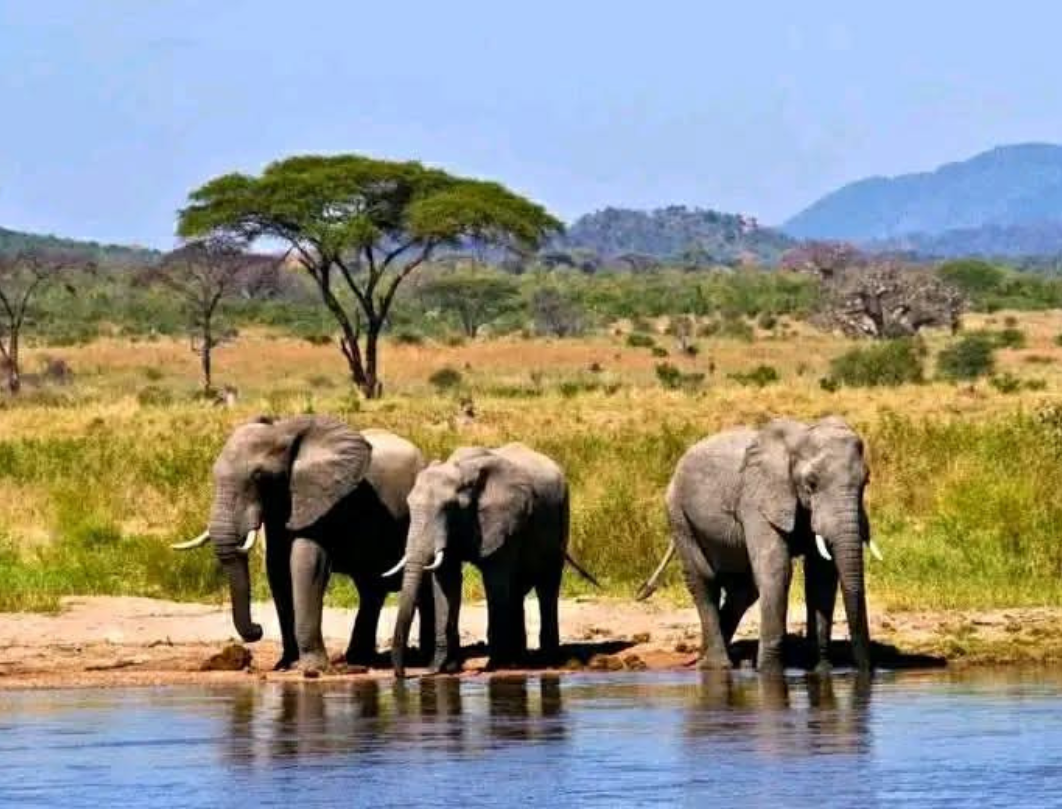 Kenya And Tanzania Combined Safari