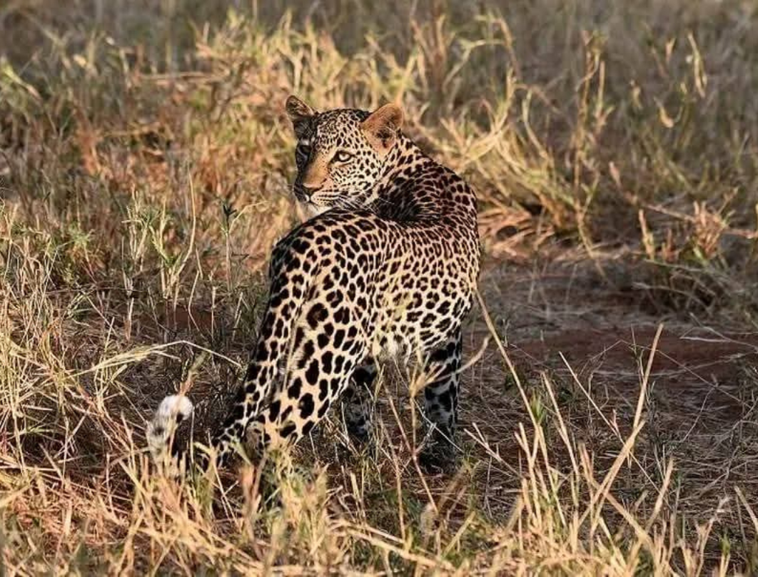 Kenya And Tanzania Combined Safari