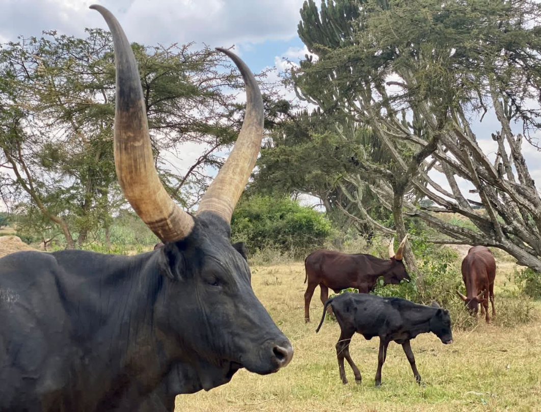 Kenya And Uganda Combined Safari