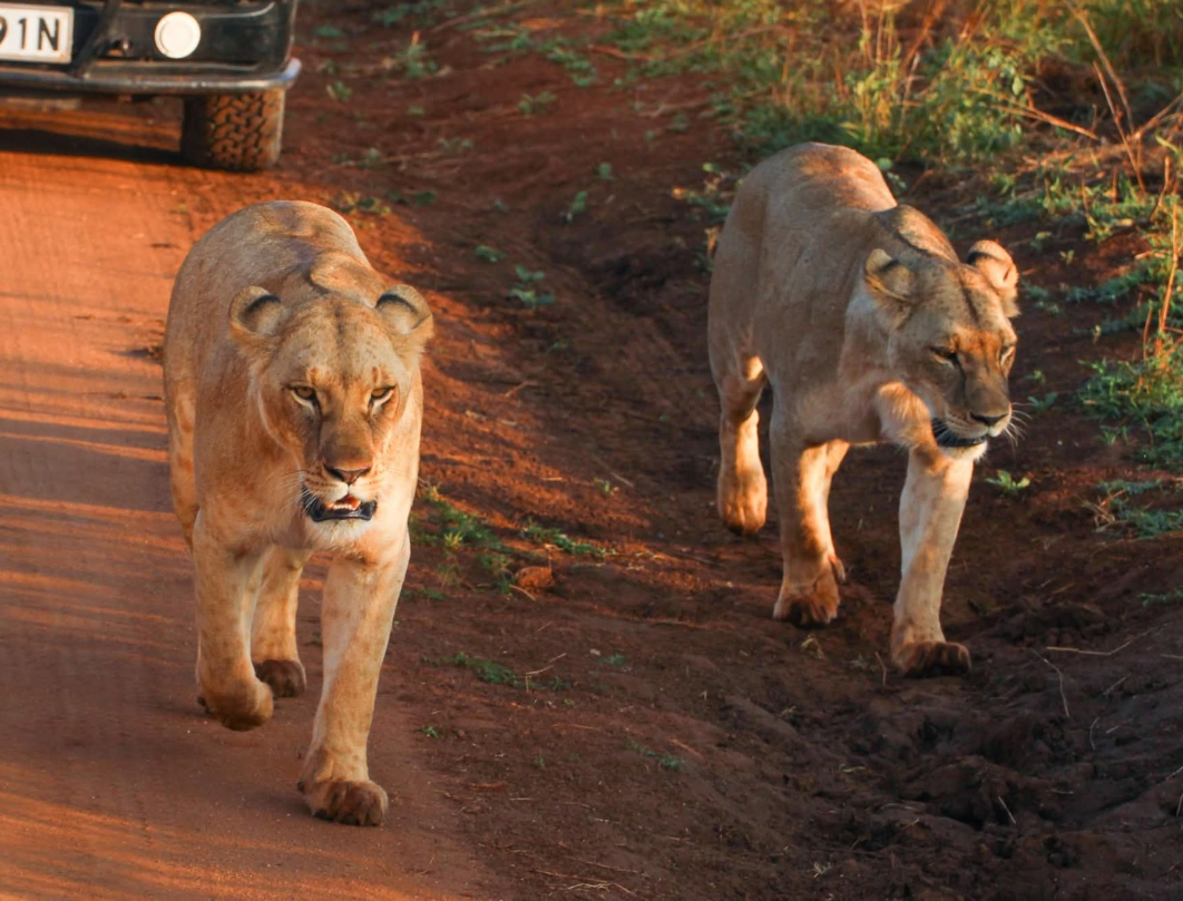 Kenya And Uganda Combined Safari
