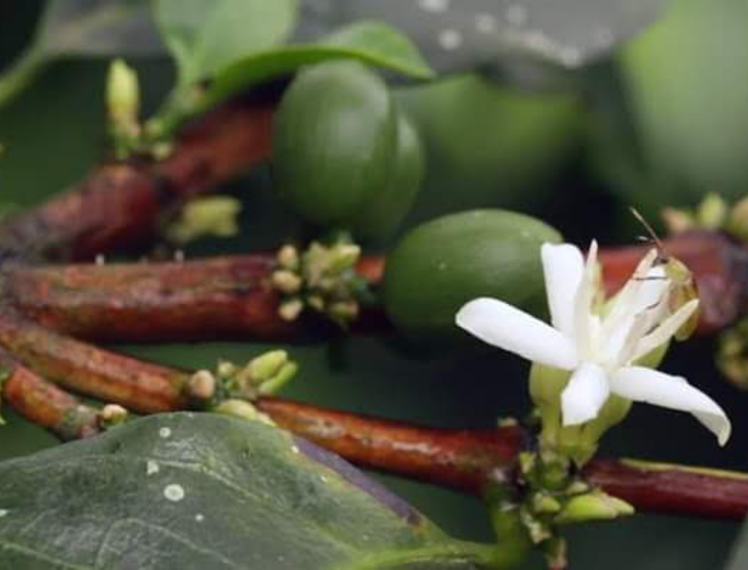 Kiambu Coffee Farm & Paradise Lost Day Tour