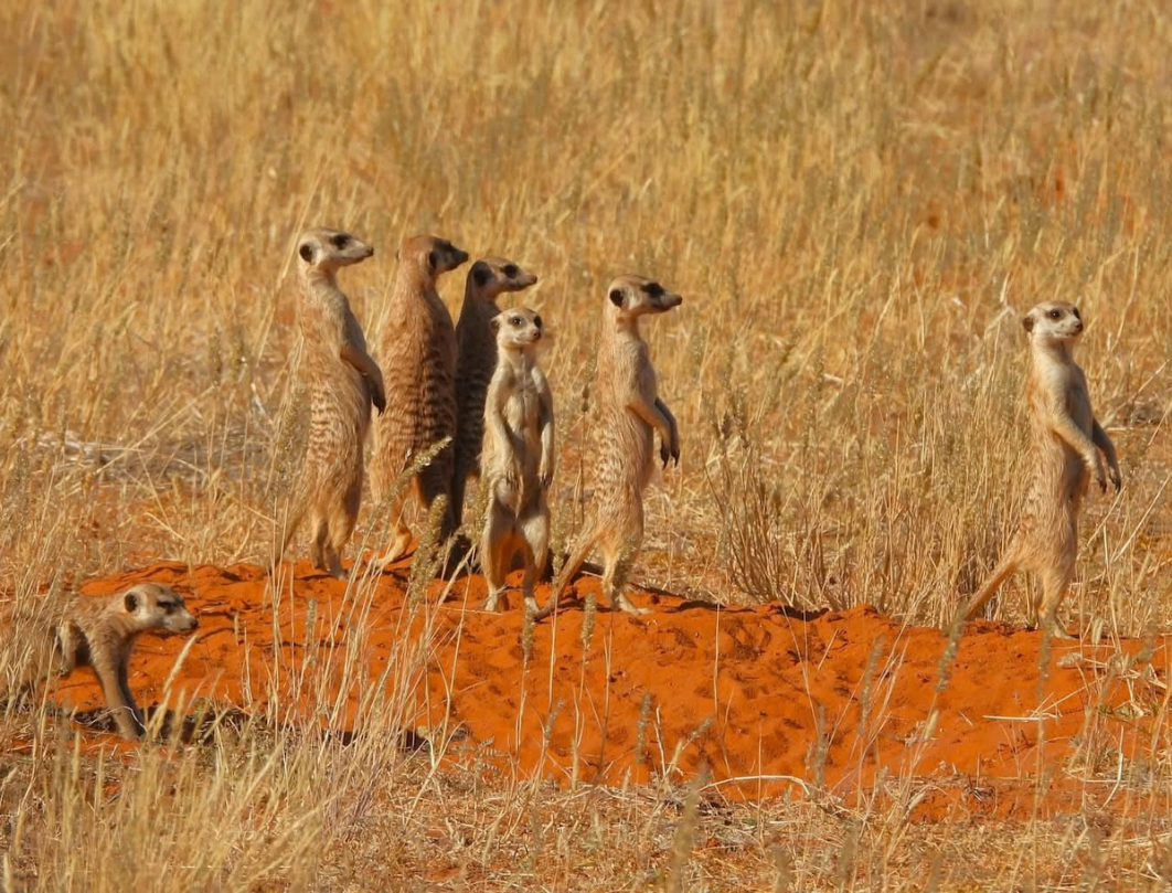 5 Days Walking Safari Laikipia - Samburu