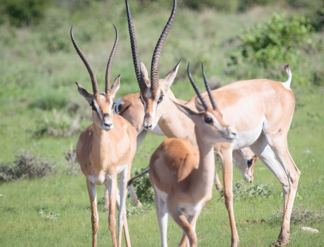 5 Days Walking Safari Laikipia - Samburu