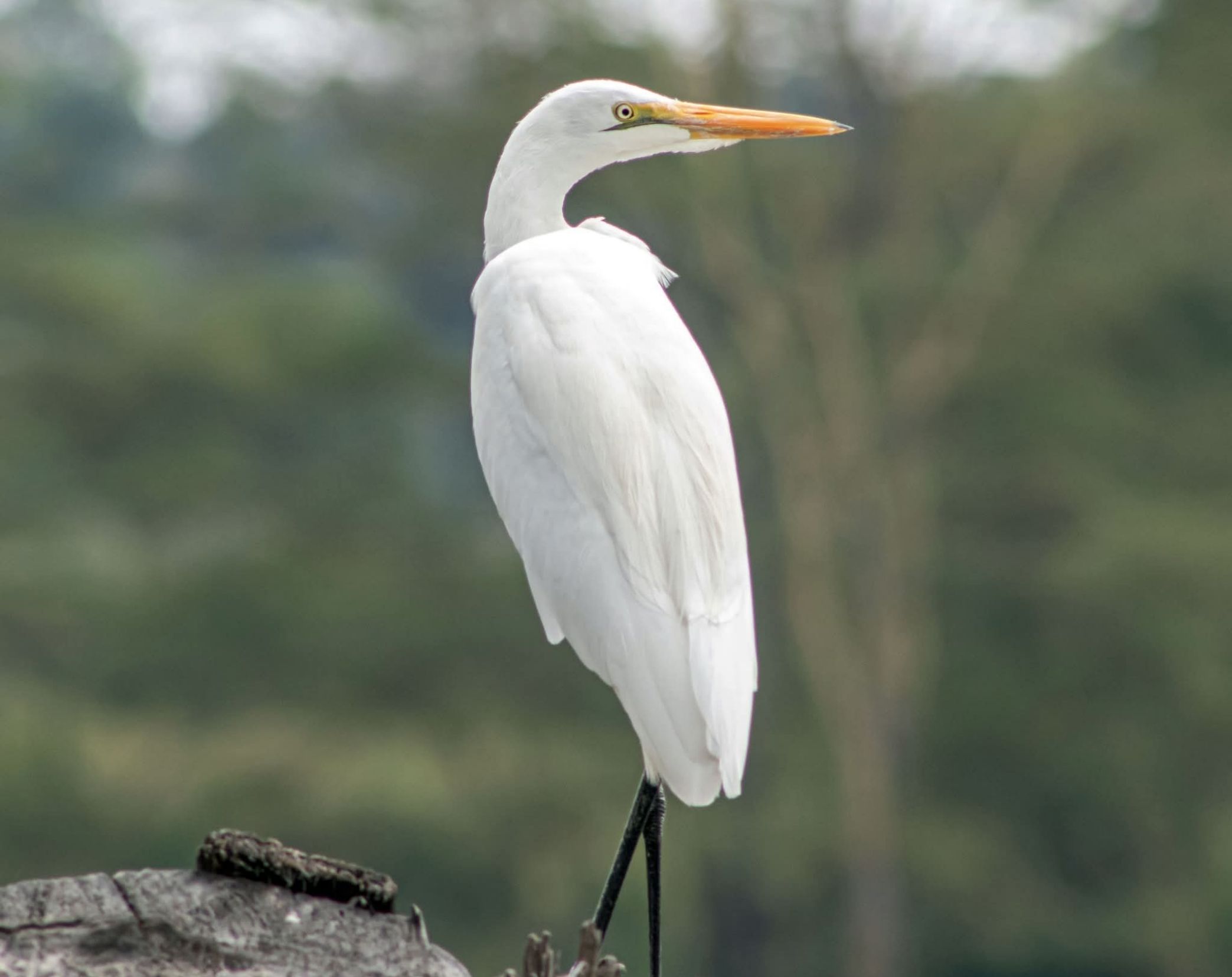 4 Days Lake Naivasha Bird Watching Safari 