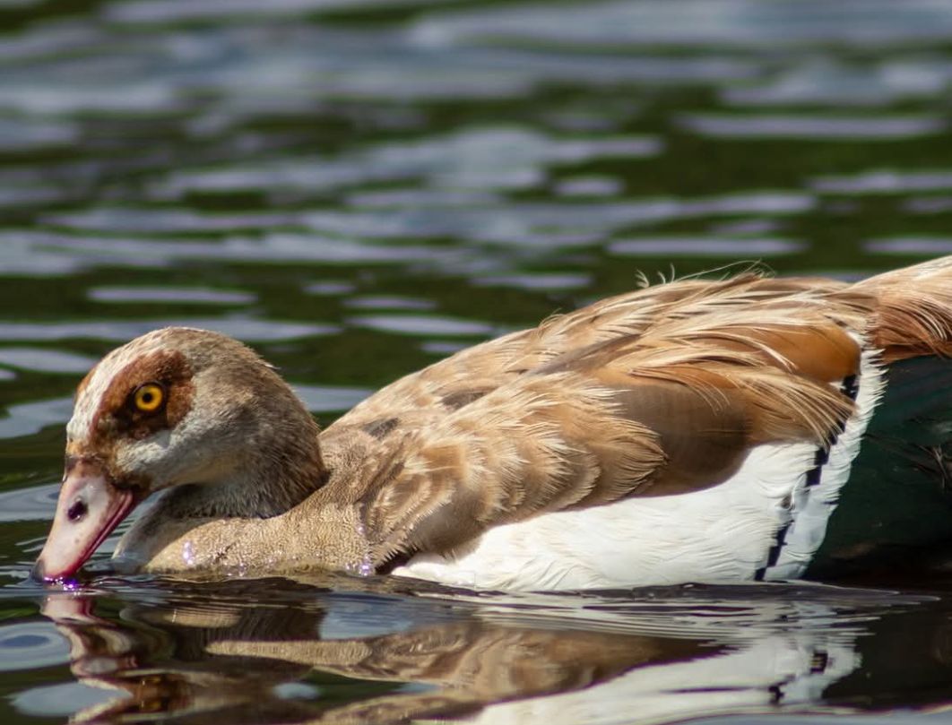 4 Days Lake Naivasha Bird Watching Safari 
