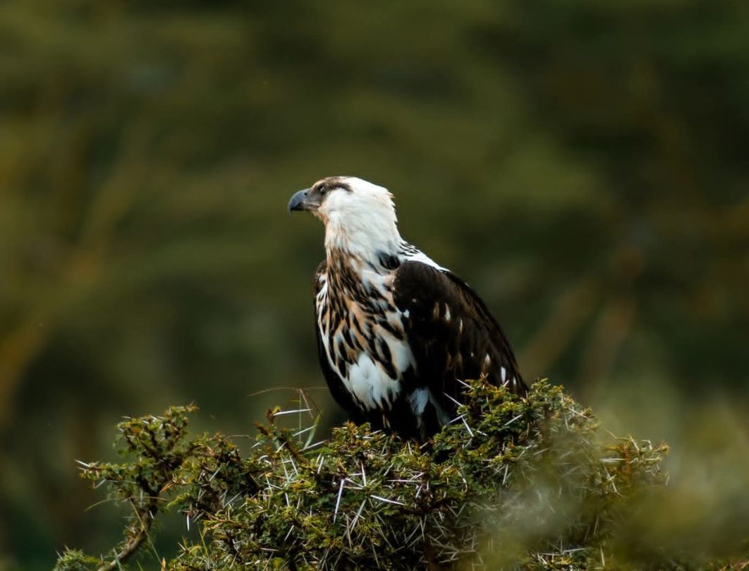 4 Days Lake Naivasha Bird Watching Safari 