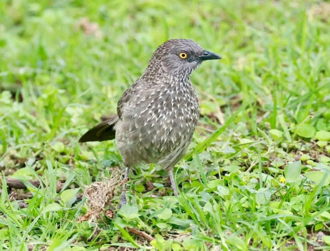 4 Days Lake Naivasha Bird Watching Safari 