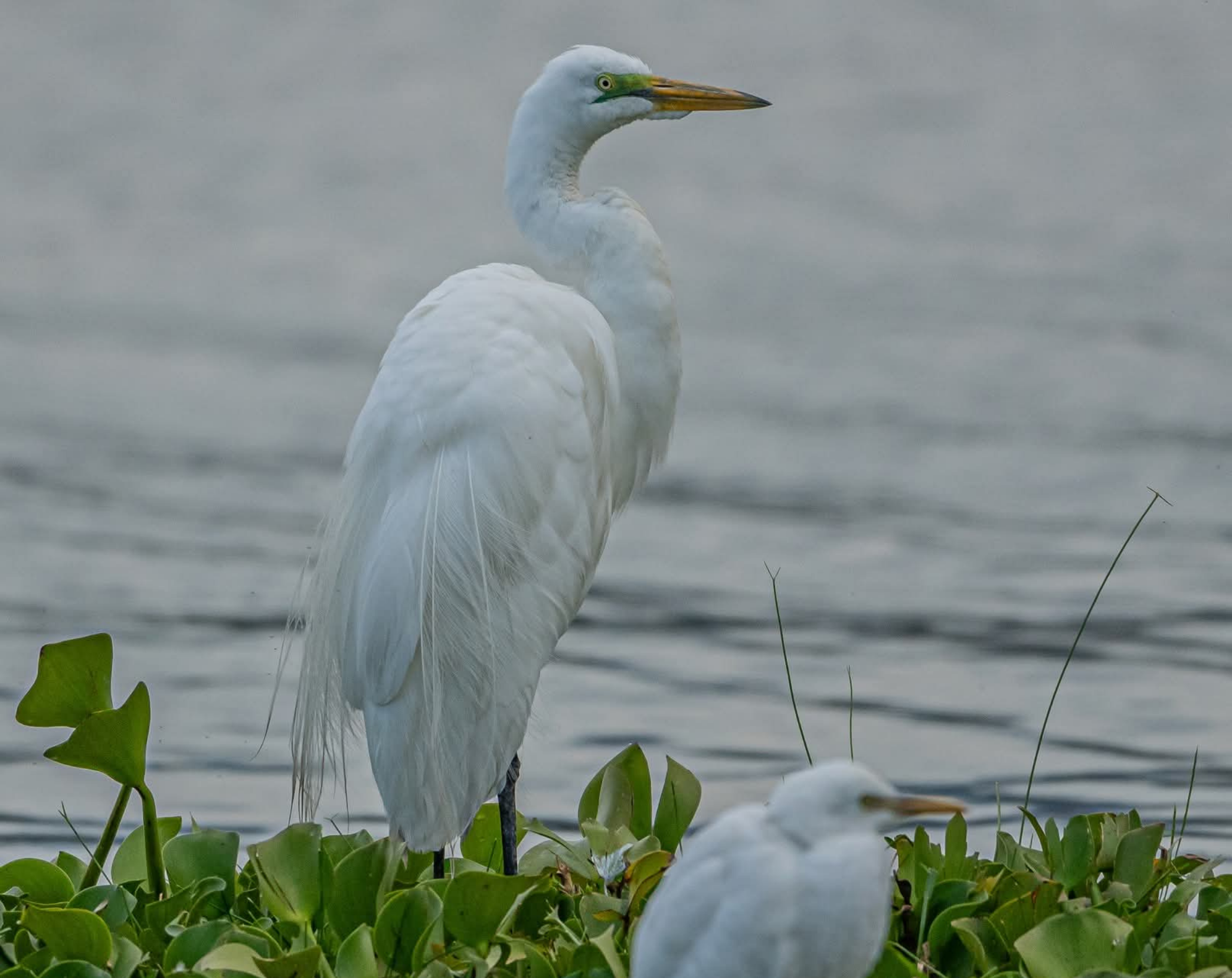 5 Days Bird Watching Safari