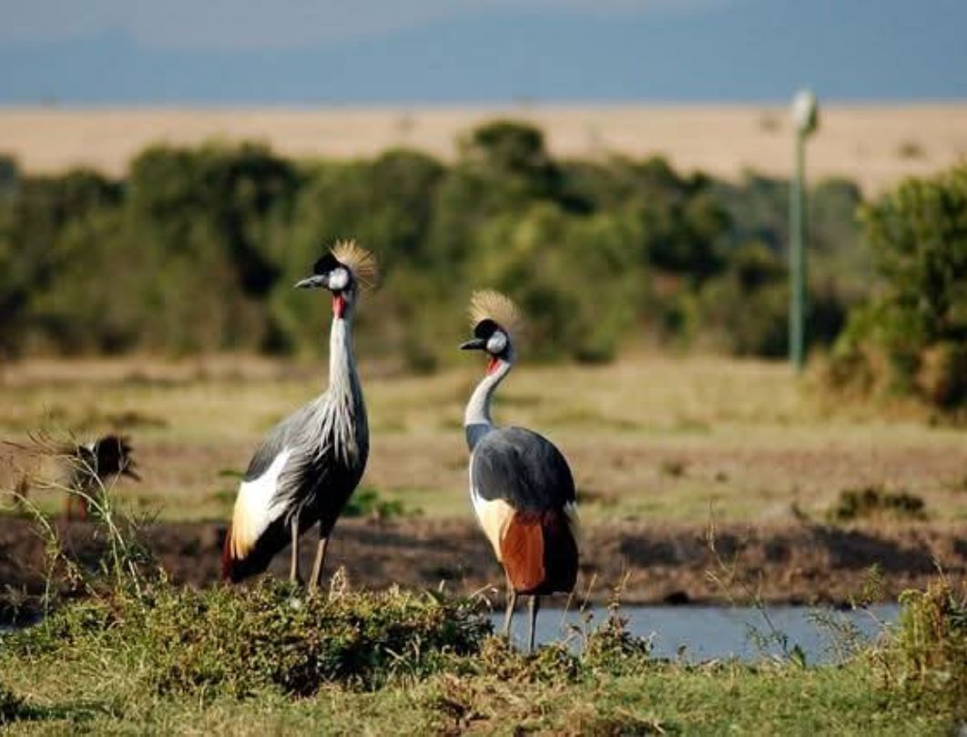 5 Days Bird Watching Safari