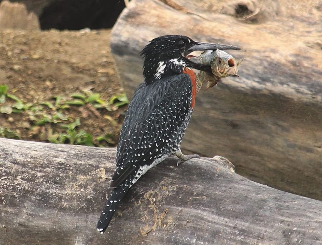 5 Days Bird Watching Safari
