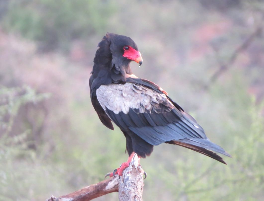 5 Days Bird Watching Safari