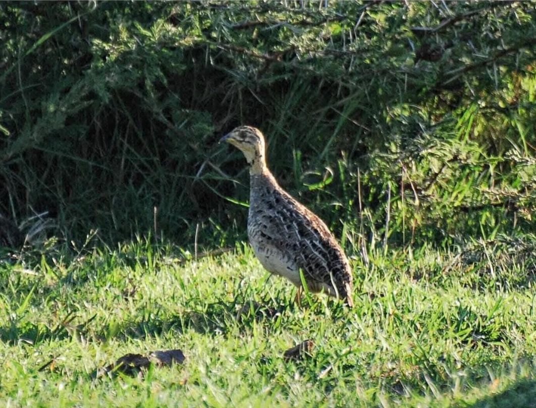 5 Days Bird Watching Safari