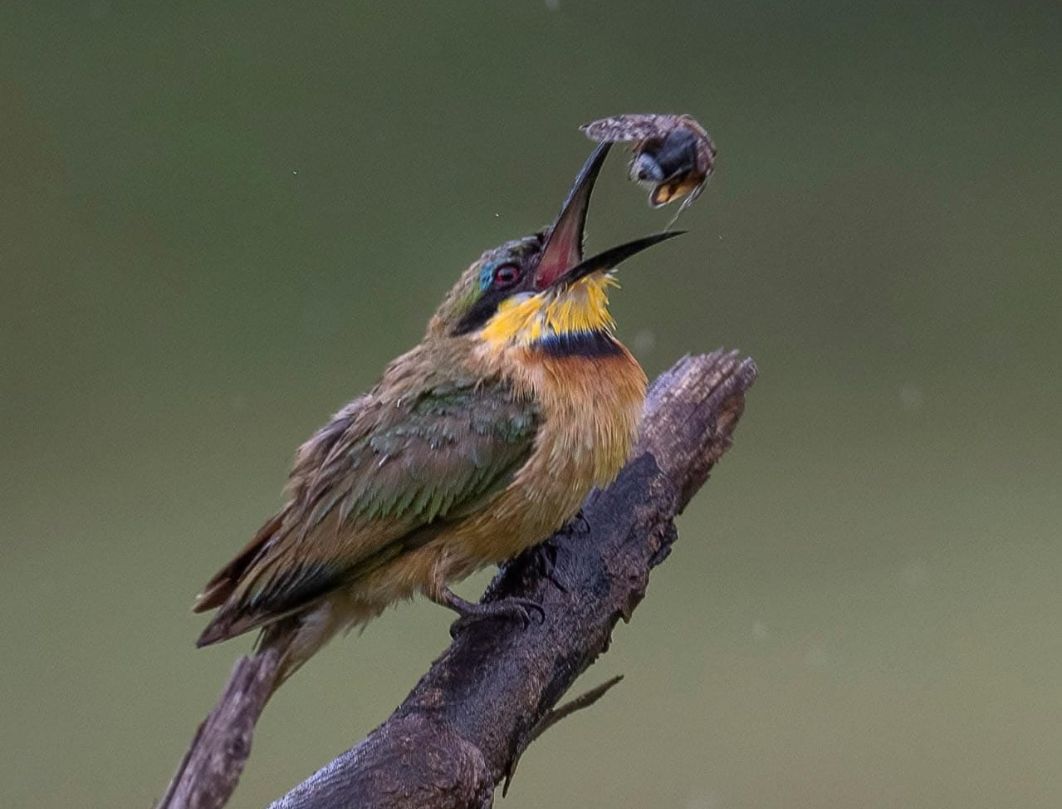 4 Days Maasai Mara Birding Safari 