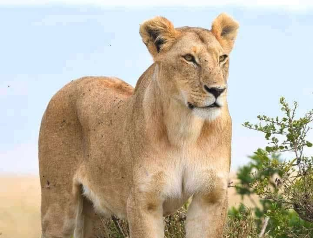 Maasai Mara & Naivasha Private Safari 