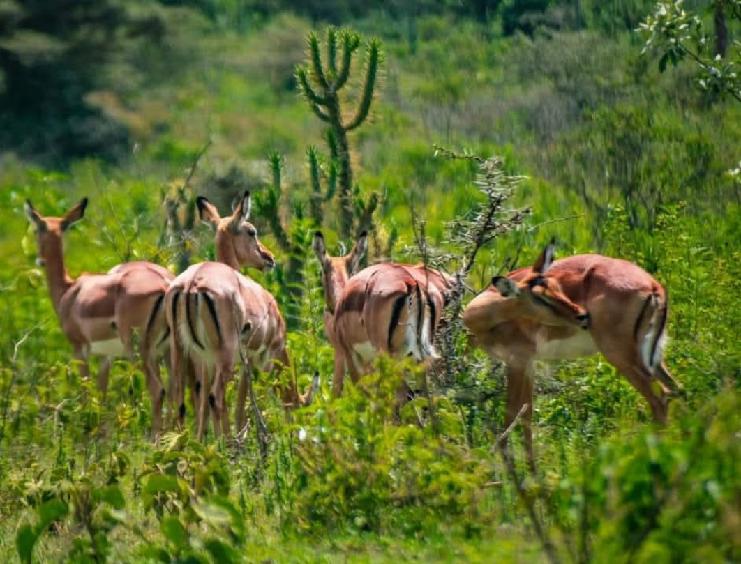 Maasai Mara & Naivasha Private Safari 