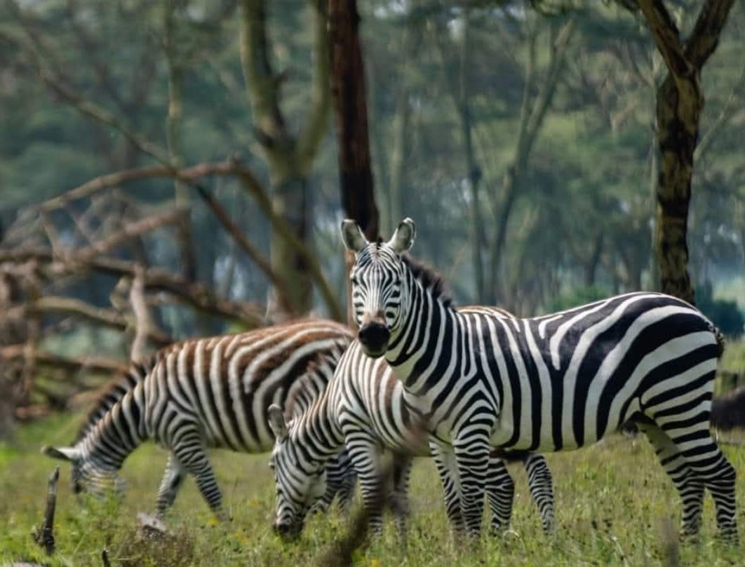 Maasai Mara & Naivasha Private Safari 