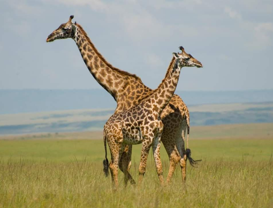 2 Days Maasai Mara Flying Safari