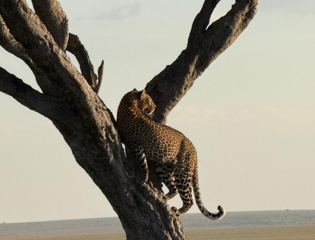 2 Days Maasai Mara Flying Safari