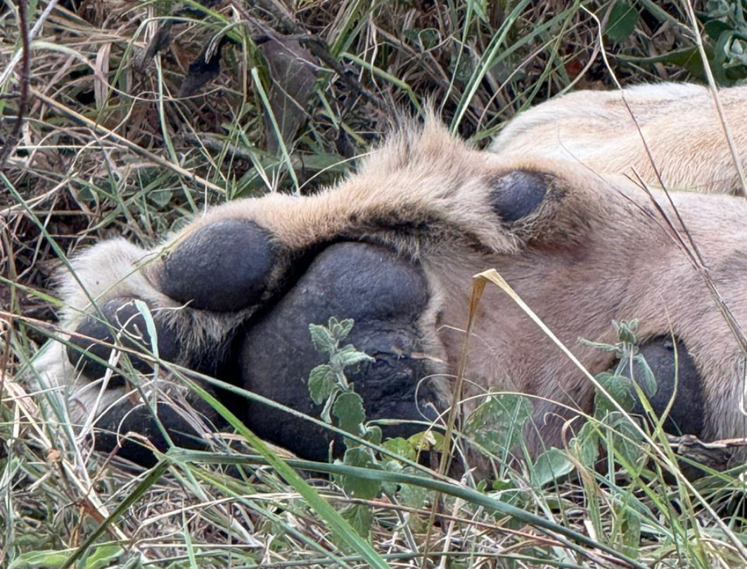 2 Days Maasai Mara Flying Safari