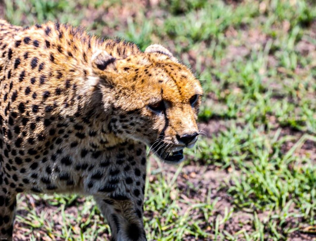 3 Days Maasai Mara Private Safari