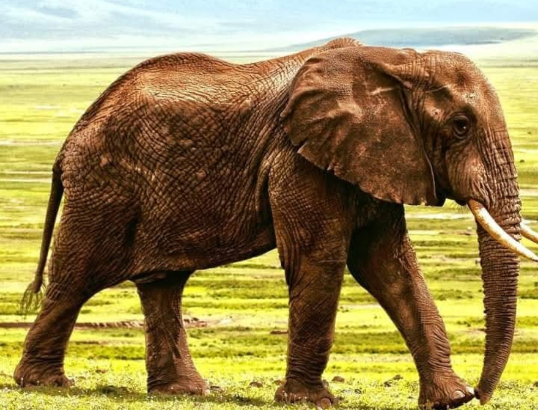 3 Days Maasai Mara Private Safari