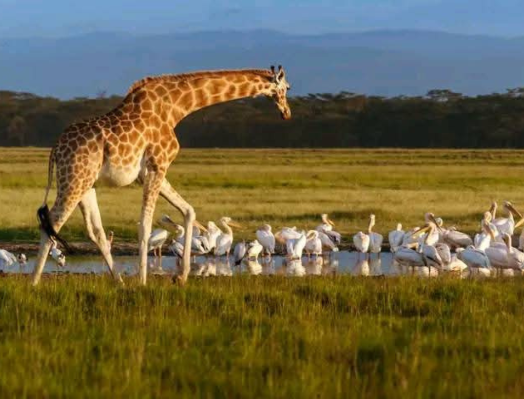 5 Days Lake Nakuru & Maasai Mara Private Safari